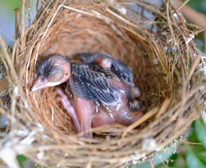 Bird in nest rests on the tree in nature