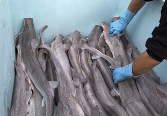 Fisherman's collection of Shark, Australia