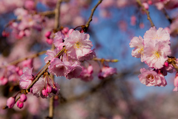 京都、春の桜の風景