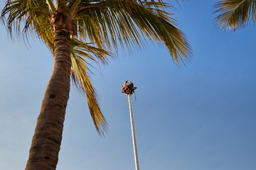 Famous Papantla Flyers Show in Puerto Vallarta Malecon
