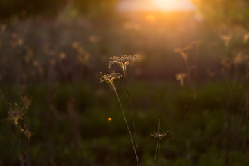 soft sunlight, lights the grass at sunset