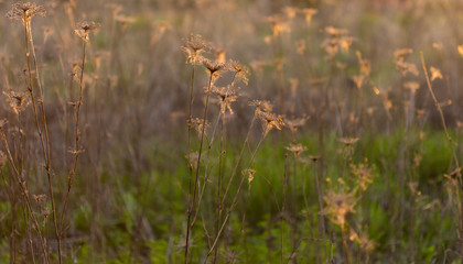 soft sunlight, lights the grass at sunset