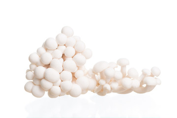 White beech mushrooms or Shimeji mushroom on white background