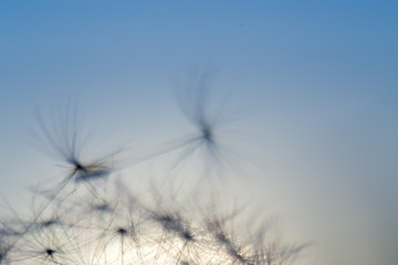Fototapeta na wymiar Dandelion silhouette against sunset with seeds