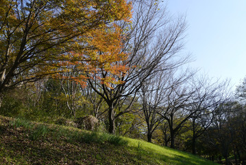 公園　紅葉と冬枯れ.