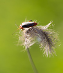 A beautiful beetle sits on a stalk against a background of green young grass, space for text