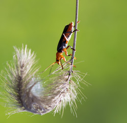 A beautiful beetle sits on a stalk against a background of green young grass, space for text