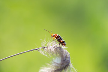 A beautiful beetle sits on a stalk against a background of green young grass, space for text
