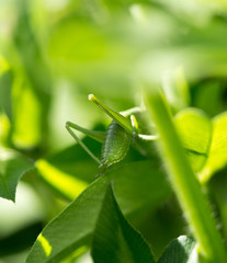 green grasshopper on the grass