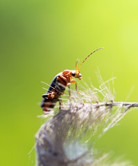 A beautiful beetle sits on a stalk against a background of green young grass, space for text