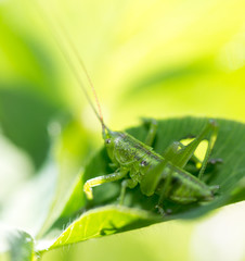 green grasshopper on the grass