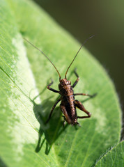 black grasshopper on the grass