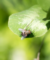 Closeup of a fly on a green leaf