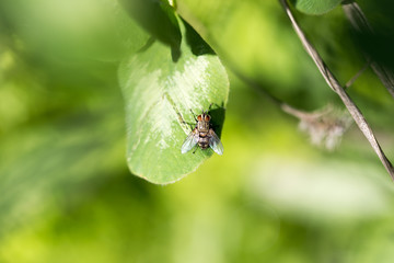 Closeup of a fly on a green leaf