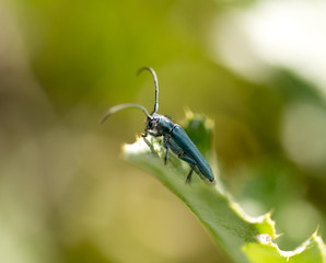 Beautiful blue beetle sits on a stalk against a background of green young grass, place for text