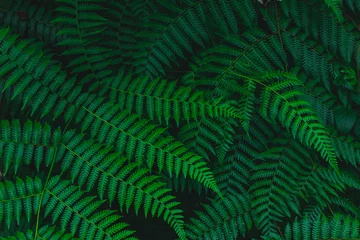 Dunkler botanischer Hintergrund tropischer Farn verblasstes Blatt © TheMountBirdStudio