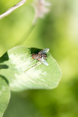 Closeup of a fly on a green leaf
