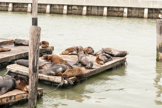 Sea Lions basking on a pier