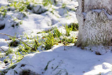 green grass covered with snow and wood