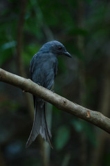 Ashy Drongo on the tree branches
