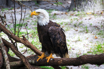 Eagle