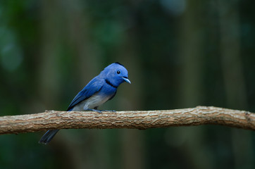 Male Black-naped monarch perching on tree branch