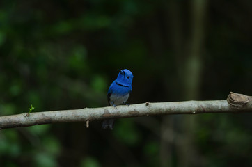 Male Black-naped monarch perching on tree branch