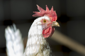 hens in the chicken coop