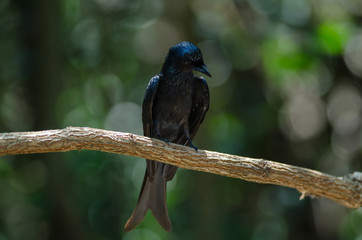 Bronze Drongo bird in nature