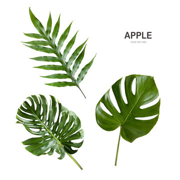 Fototapeta Green leave isolate on white background.