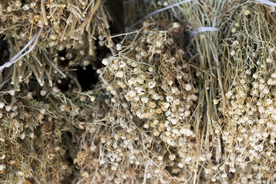 Garmala, a popular herb