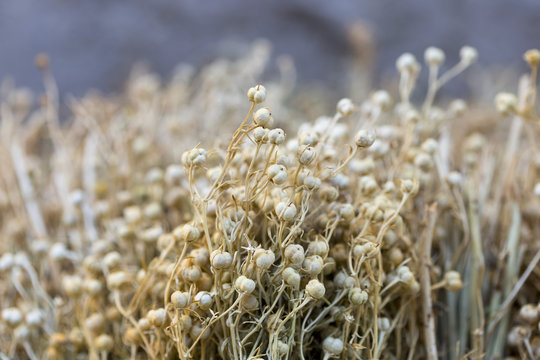 Garmala, a popular herb
