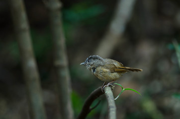 Brown-cheeked Fulvetta, Grey-eyed Fulvetta