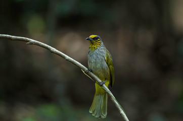 Stripe-throated Bulbul on a branch