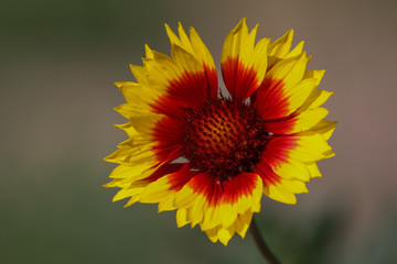 Blanket Flower In Full Bloom