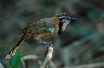 Lesser Necklaced Laughingthrush (Garrulax monileger)