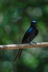 Bronze Drongo bird in nature