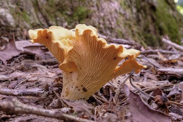 Profile view of a Chanterelle mushroom growing in the forest during late summer at Yates Mill County Park in Raleigh North Carolina