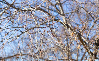 tree branches as background quality