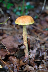 A Shaggy-stalked bolete growing in the forest in late summer at Yates Mill County Park in Raleigh North Carolina