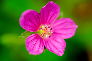 macro geranium flowers