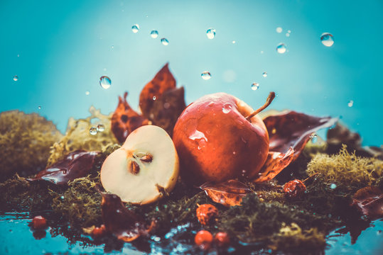 Autumn apples under rain still life. Fall harvest header with water drops and copy space. Red small ranet apples and fallen leaves. Cross process effect