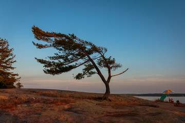 Iconic Wind Swept Pine of Georgian Bay