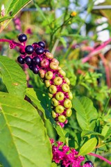 Close up of pokeweed berries with some ripe and some green in late summer in Raleigh North Carolina