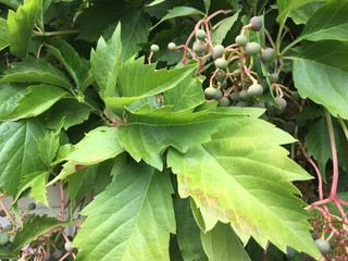 Virginia creeper vine with berries