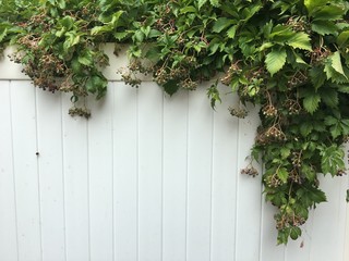 Virginia creeper on a white fence