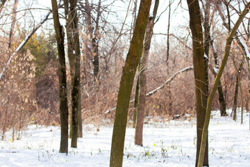 many different trees in the park in winter