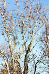 many different trees in the park in winter