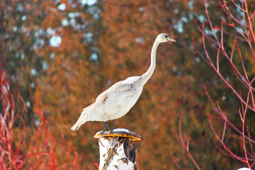 beautiful white swan stands on a tree