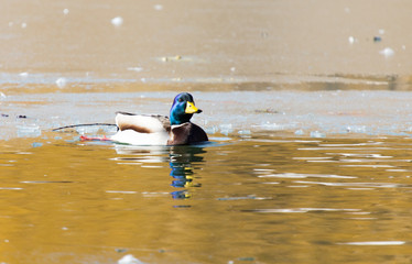 Duck on the ice. Wild nature of a bird in winter photo
